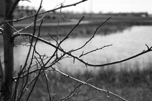 Normal, IL pond